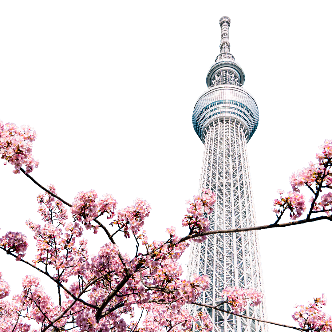 Tokyo Sky Tree with cherry blossoms.