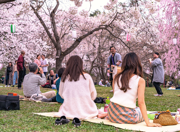 A Sakuraco Subscription Box beside an image of people enjoying Japan sakura season, viewing cherry blossoms.